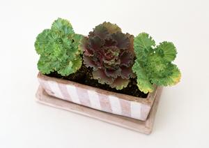 千葉市稲毛区にあるタカラスタンダード千葉ショールームの魅力と店舗情報